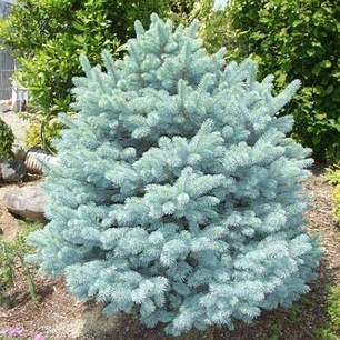 Саджанці Ялини колючої блакитний Кейбаб (Picea pungens Glauca Kaibab), фото 2