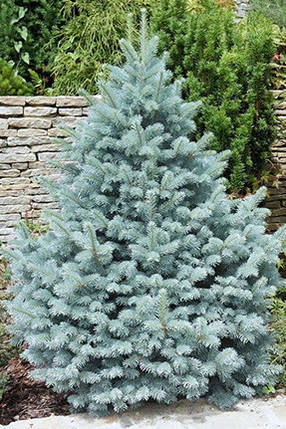 Саджанці Ялини колючої блакитний Кейбаб (Picea pungens Glauca Kaibab), фото 2