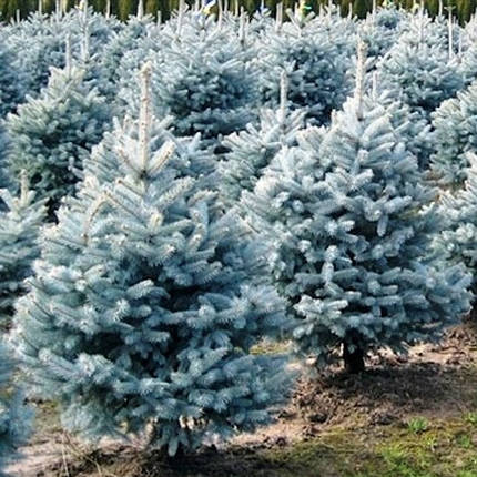 Саджанці Ялини колючої блакитний Маджестік Блю (Picea Glauca Majestic Blue), фото 2