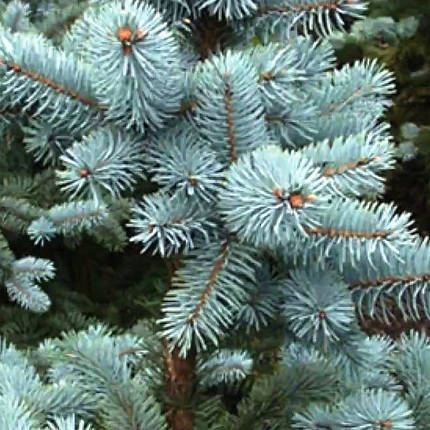 Саджанці Ялини колючої блакитний Маджестік Блю (Picea Glauca Majestic Blue), фото 2