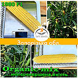 Насіння, цукрова кукурудзи 1980 F1 (США), фермерське паковання (2 500 насіння), ТМ Spark Seeds, фото 2
