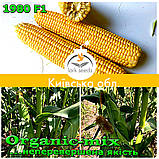 Насіння, цукрова кукурудзи 1980 F1 (США), фермерське паковання (2 500 насіння), ТМ Spark Seeds, фото 3