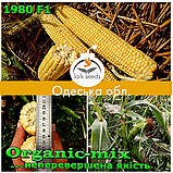 Насіння, цукрова кукурудзи 1980 F1 (США), фермерське паковання (2 500 насіння), ТМ Spark Seeds, фото 4