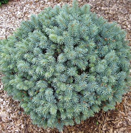 Саджанці Ялини колючої Нана (Picea pungens Nana), фото 2