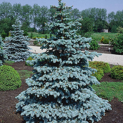 Саженцы Ели Мейера (Picea meyeri), фото 2