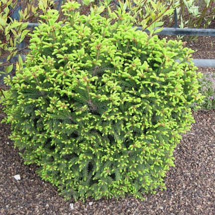 Саджанці Ялини звичайної Баррі (Picea abies Barryi), фото 2