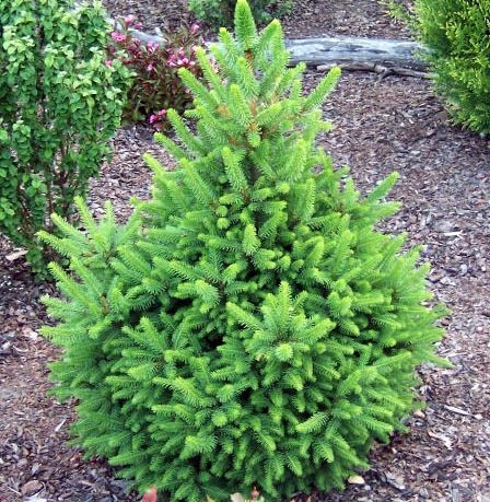 Саджанці Елі звичайної Віллс Цург (Picea abies Will's Zwerg)