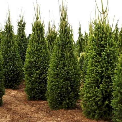 Саджанці Ялини звичайної Купрессина (Picea abies Cupressina), фото 2