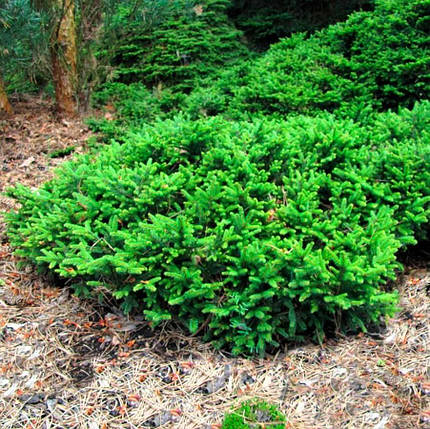 Саджанці Ялини звичайної Пумила Нігра (Picea abies Pumila nigra), фото 2