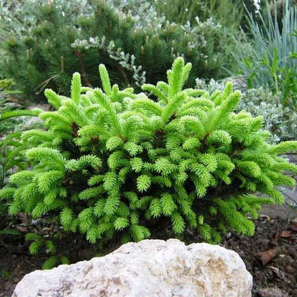 Саджанці Ялини звичайної Пумила Нігра (Picea abies Pumila nigra), фото 2