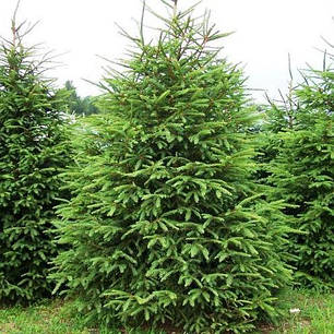 Саджанці Ялини звичайної, європейська (Picea abies, excelsa), фото 2