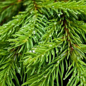 Саджанці Ялини звичайної, європейська (Picea abies, excelsa), фото 2