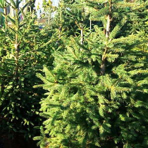 Саджанці Ялини звичайної, європейська (Picea abies, excelsa), фото 2