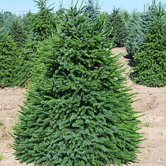 Саджанці Елі сербської (Picea omorika)