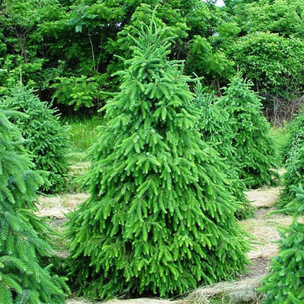 Саджанці Ялини сербської (Picea omorika), фото 2