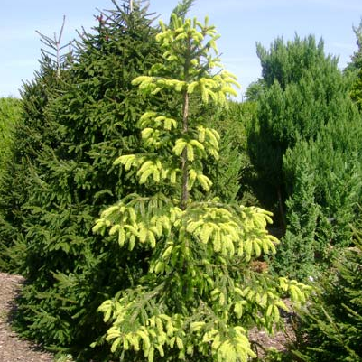 Саджанці Елі Уве Хорстманн (Uwe Horstmann)