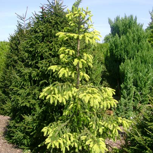 Саджанці Елі Уве Хорстманн (Uwe Horstmann), фото 1