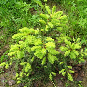 Саджанці Елі Уве Хорстманн (Uwe Horstmann), фото 3