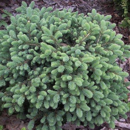Саджанці Елі чорної Mailana Нана (Picea mariana)