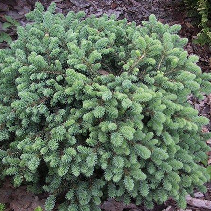 Саджанці Ялини чорної Маріана Нана (Picea mariana), фото 2