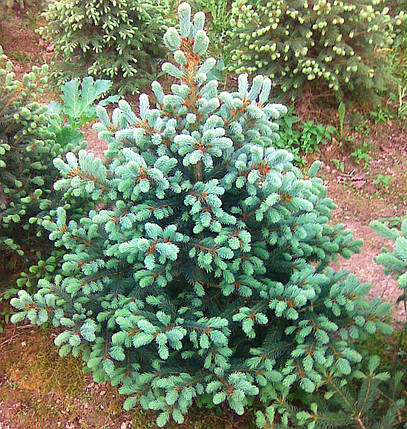 Саджанці Ялини Енгельмана (Picea engelmannii), фото 2