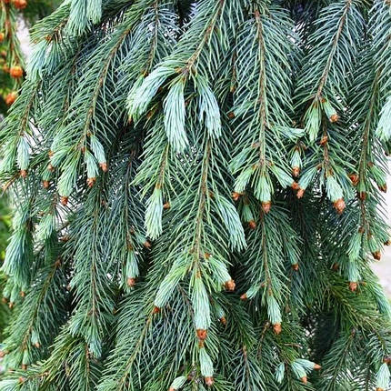 Саджанці Ялини Енгельмана (Picea engelmannii), фото 2