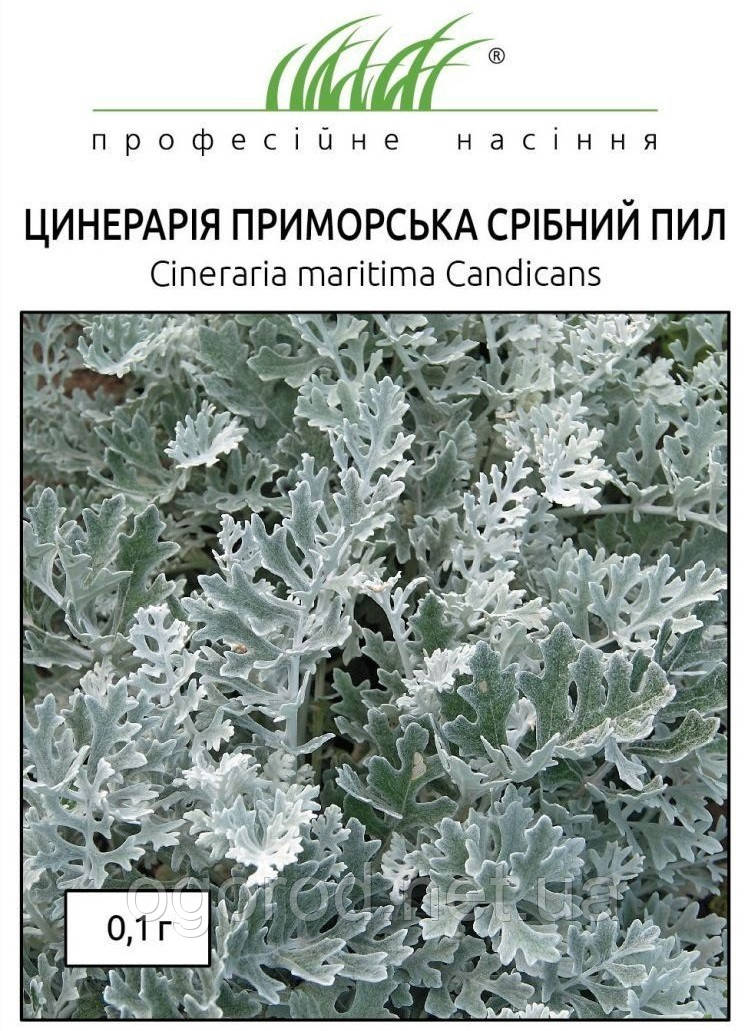 Насіння цинерарії приморської Срібна Пил 0,1 г (~200 шт.) Hem Zaden Голландія