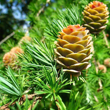 Саджанці Модрини японської Кемпфера (Larix kaempferi), фото 2