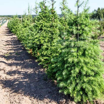 Саджанці Модрини японської Кемпфера (Larix kaempferi), фото 2