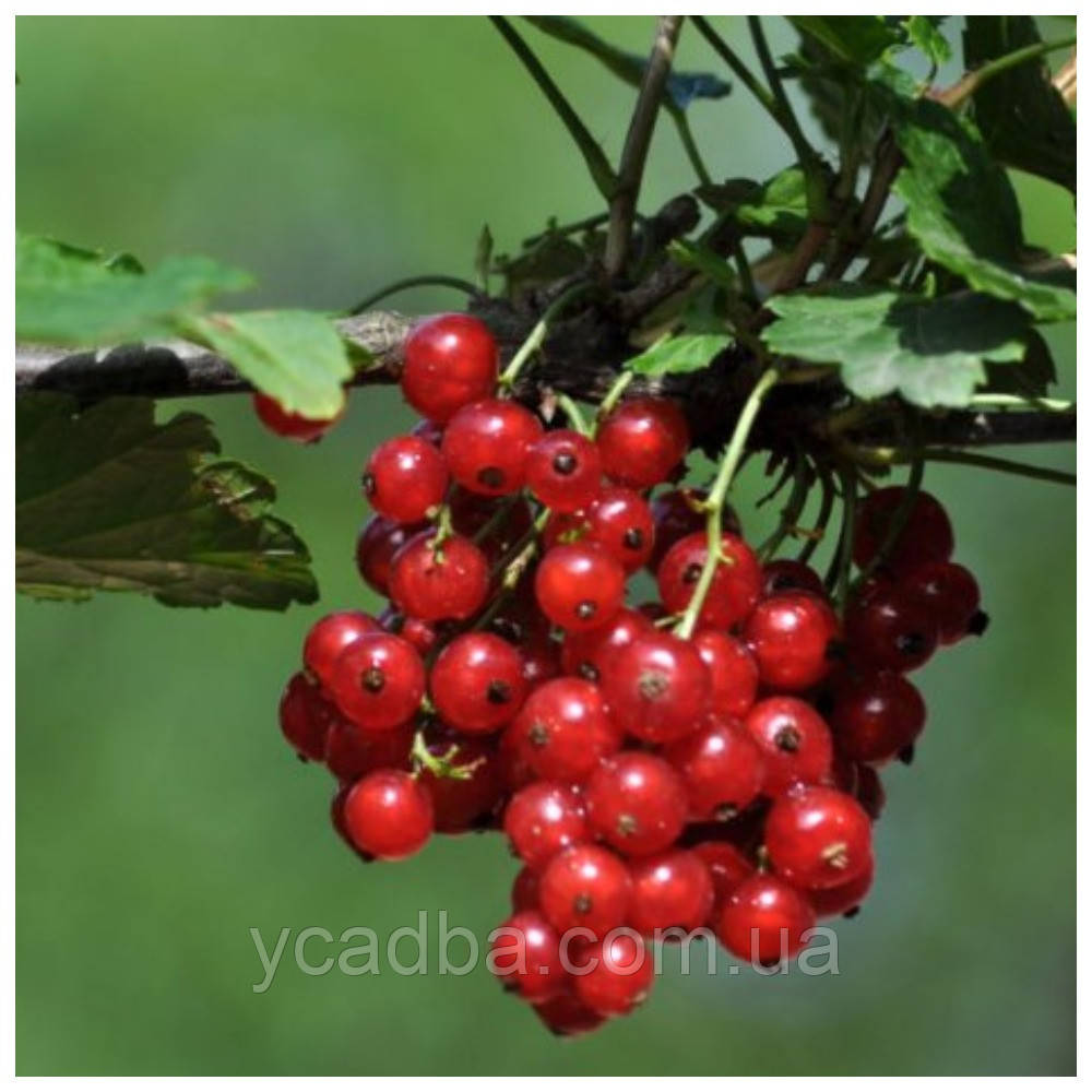 Смородина червона Нива, фото 1