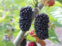 Шелковиця велика плодотворна чорна "Шеллі" саджанці