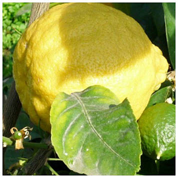 Лимон "Київський великоплідний"