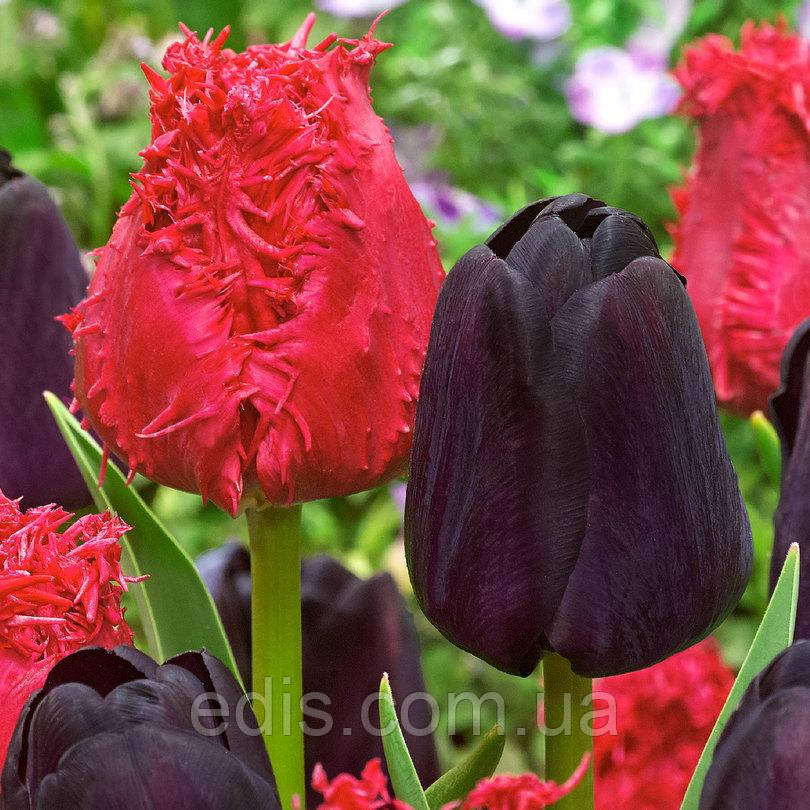 Арт-набір Матадор 7 цибулин тюльпанів