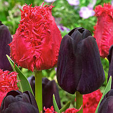 Арт-набір Матадор 7 цибулин тюльпанів