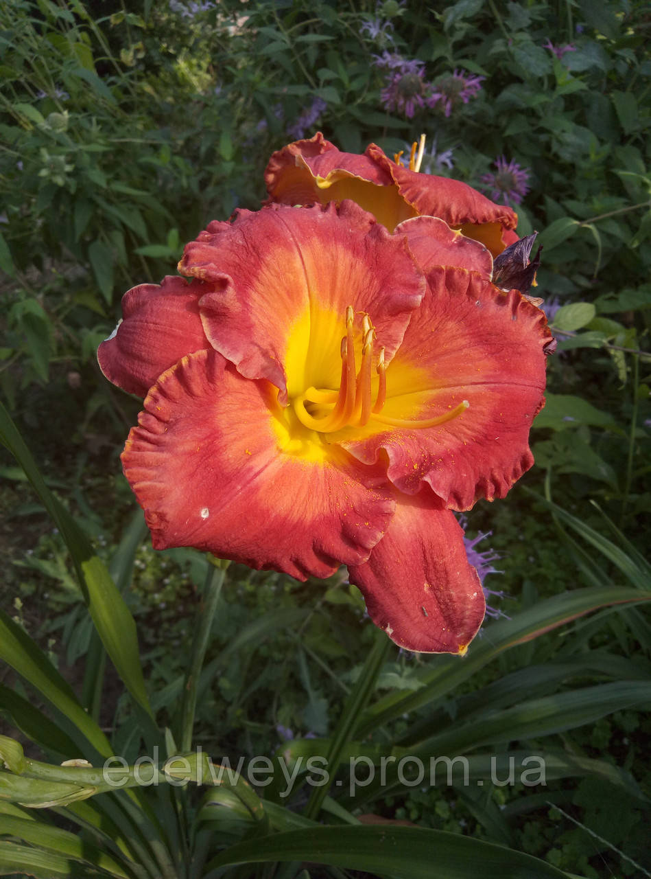 Лілейник "Carnaval in Brazil" саджанці, фото 1