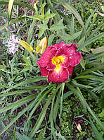 Лілейник "Royal Renessans" саджанці