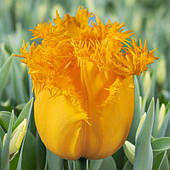 Тюльпан оторочений Hamilton, цибулина