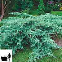 Саженцы Можжевельника виргинского Хетц (Juniperus virginiana Hetz)