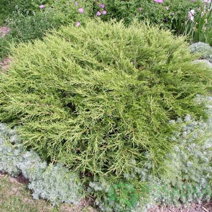Саджанці Ялівця козацького Аркадія (Juniperus sabina Arcadia), фото 2