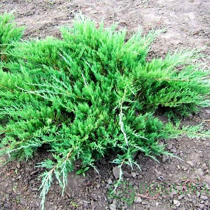 Саджанці Ялівця козацького Глаука (Juniper Sabina Glauca), фото 2