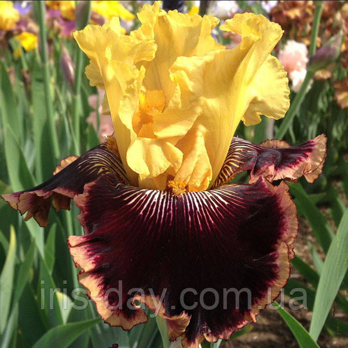 Ірис Indulgence Індульгенс (Blyth 2004) (сажінки), фото 1