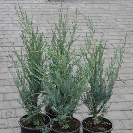Саджанці Ялівцю скельного Мунглоу (Juniperus scopulorum Moonglow, фото 2