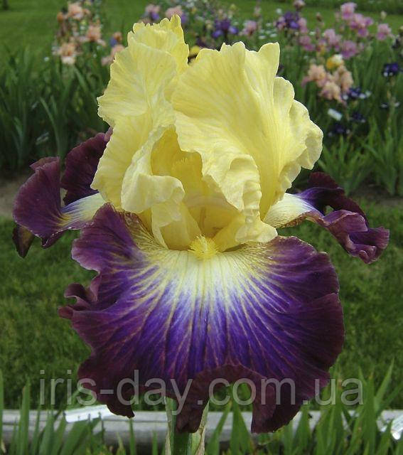 Ірис Point of No Return Поїнт оф, але Ретерн (Sutton 2011) (сажниці), фото 1