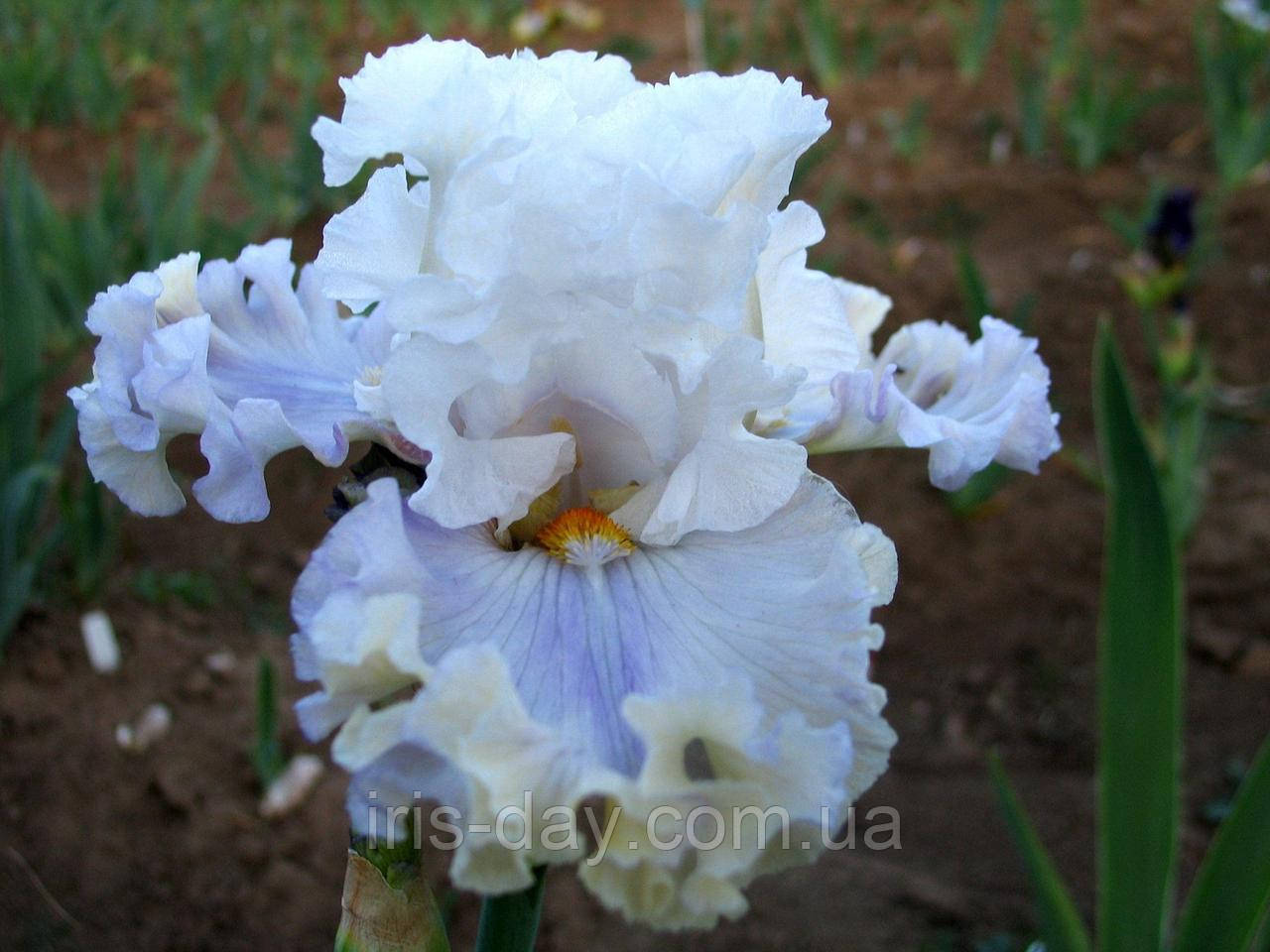 Ірис Curly Sue Керлі Сай (Mego 2015) (Саженці), фото 1