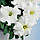 Насіння петунії Танго F1, біла, 1000 шт. (драж.), грандифлора, фото 3