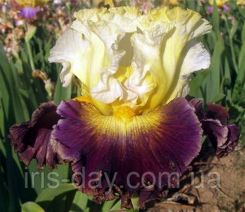 Ірис Fuse Фусе (Sutton 2017) (сажінки), фото 1