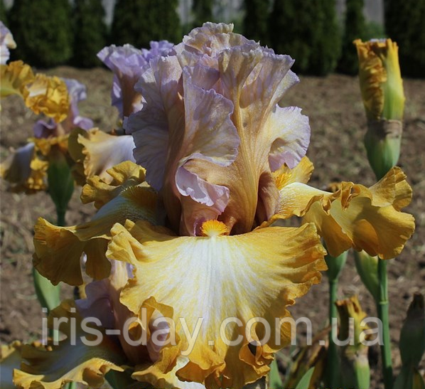 Ірис Just a Crush Джаст е Краш (Johnson 2018) (сажниці), фото 1