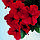 Насіння петунії Ламбада F1, червона, 1000 шт. (драж.), мультифлора, фото 2