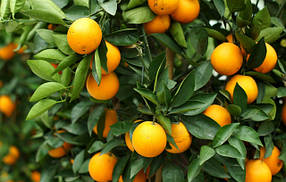 Саджанці апельсин