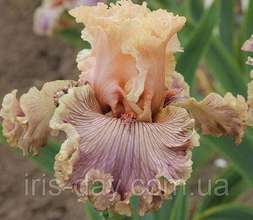 Ірис Ballroom Belle Белрум Бел (Johnson 2020) (сажінки), фото 1